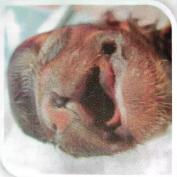 Espécimen de Labio Leporino O Queilosquisis En Canino
