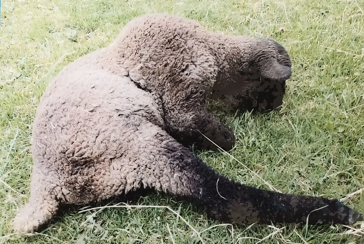 Espécimen de Escoliosis Ovina Ii