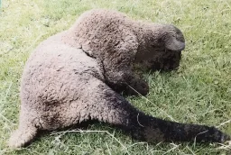 Espécimen de Escoliosis Ovina Ii