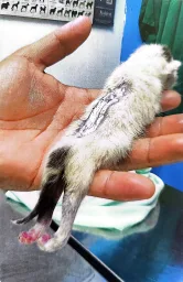 Espécimen de Artrogriposis Felina