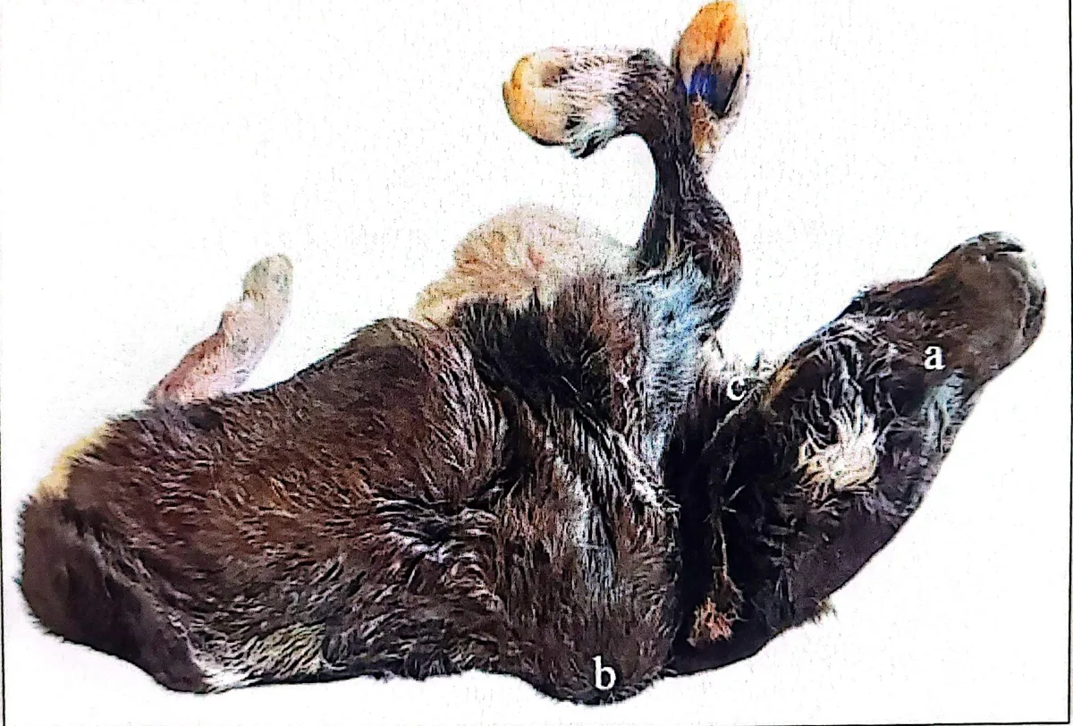 Espécimen de Hidranencefalia Y Cifosis Congenita Grave En Bovino